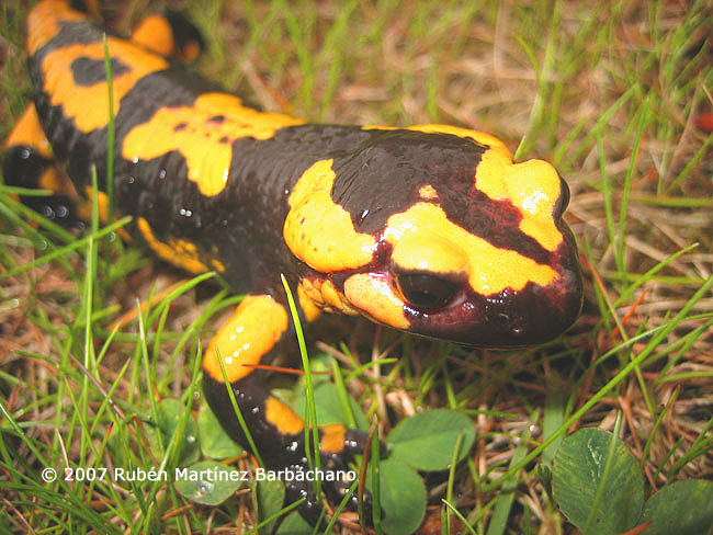 Salamandra salamandra bejarae